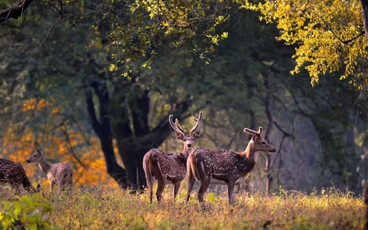 Kanha National Park