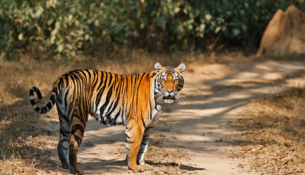 Kanha national park