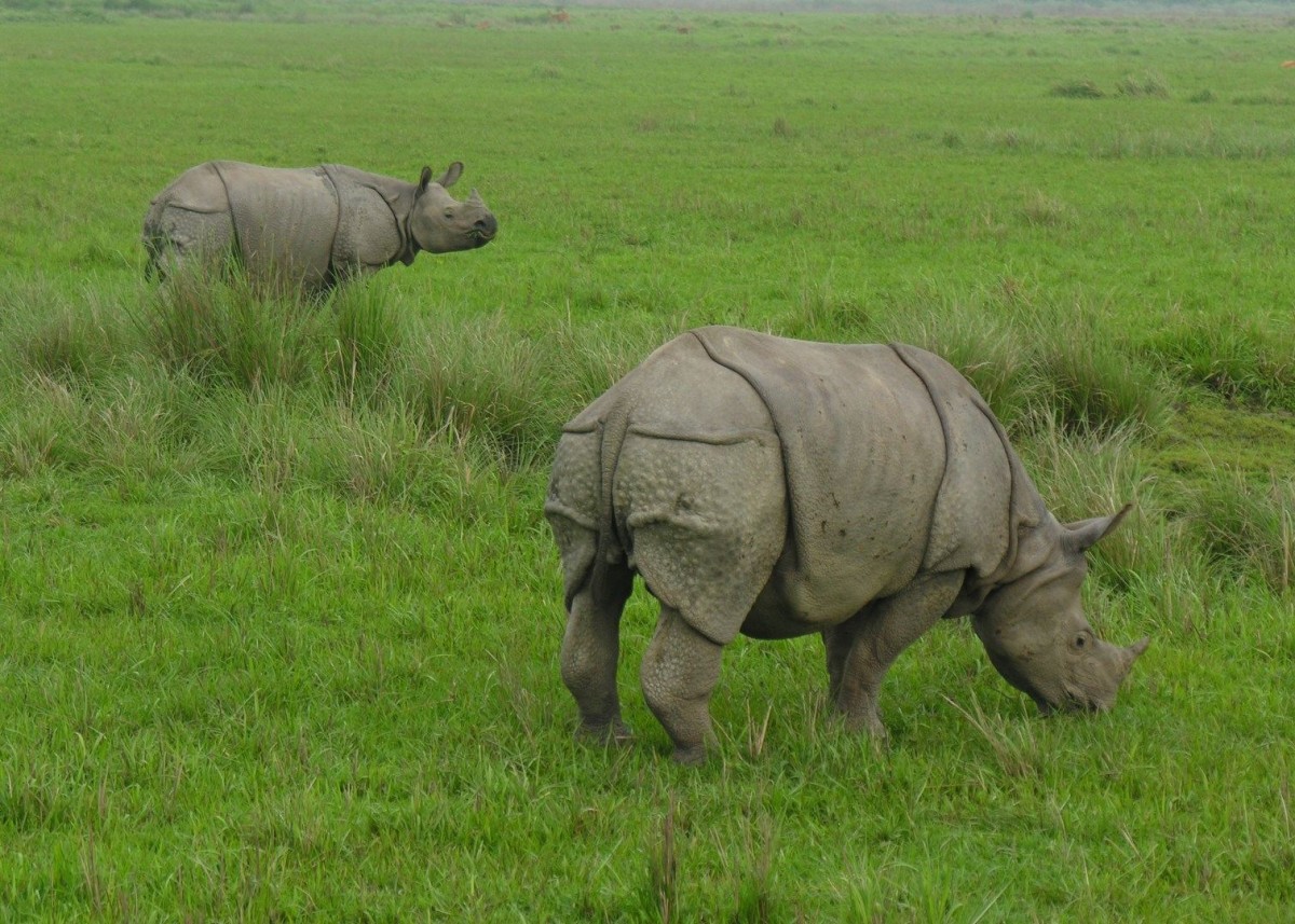 Kaziranga National Park