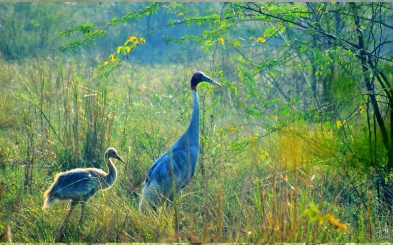 Indian Wildlife Sanctuaries