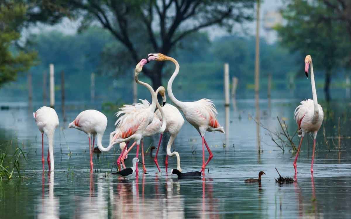 Keoladeo National Park