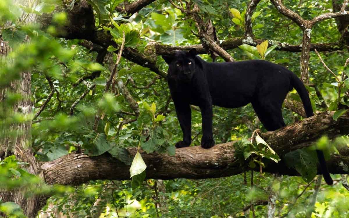 Nagarhole National Park