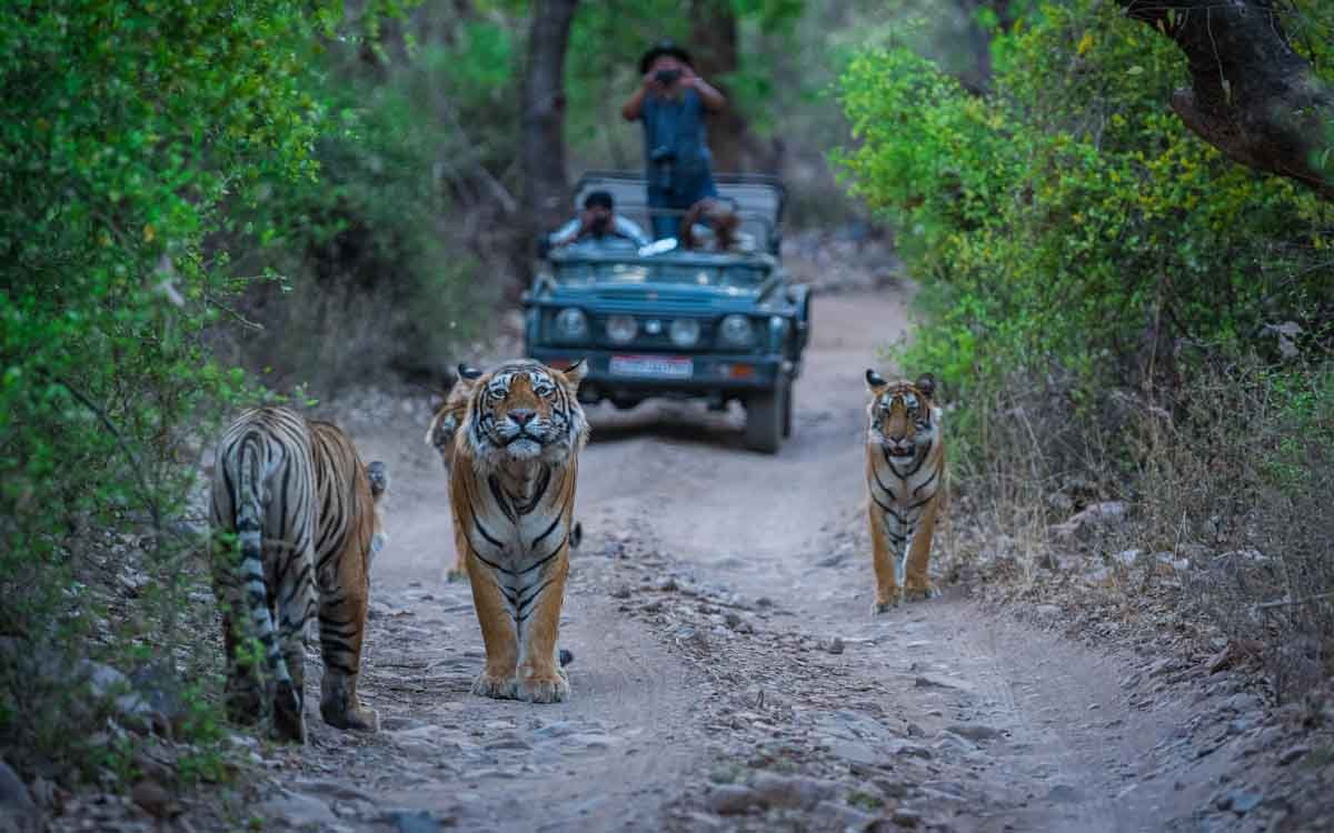 Ranthambore National Park