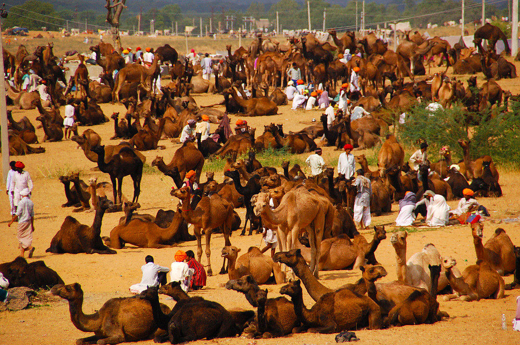 Rajasthan Pushkar Camel Fair