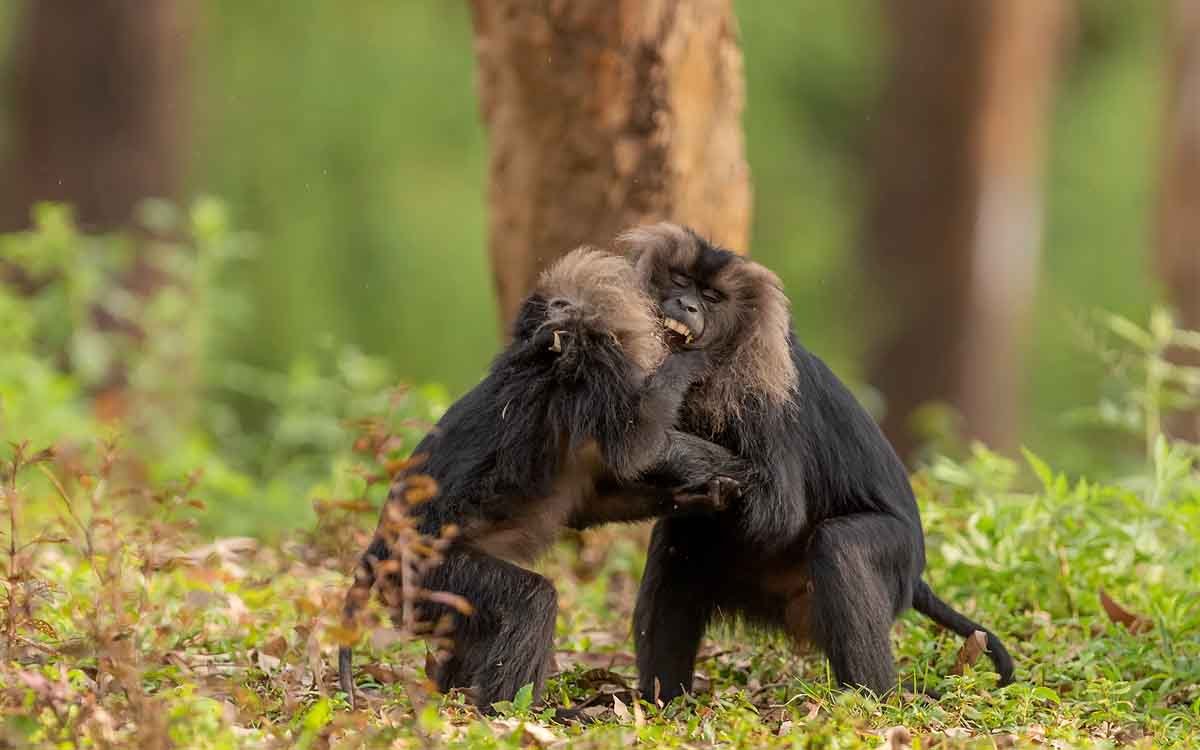 Annamalai National Park