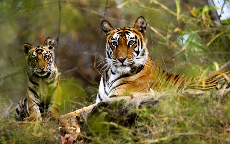 Bandhavgarh National Park Tourism and Travel Guide