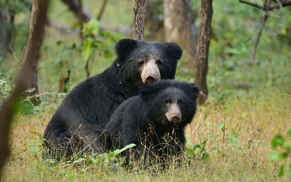 Bandhavgarh National Park