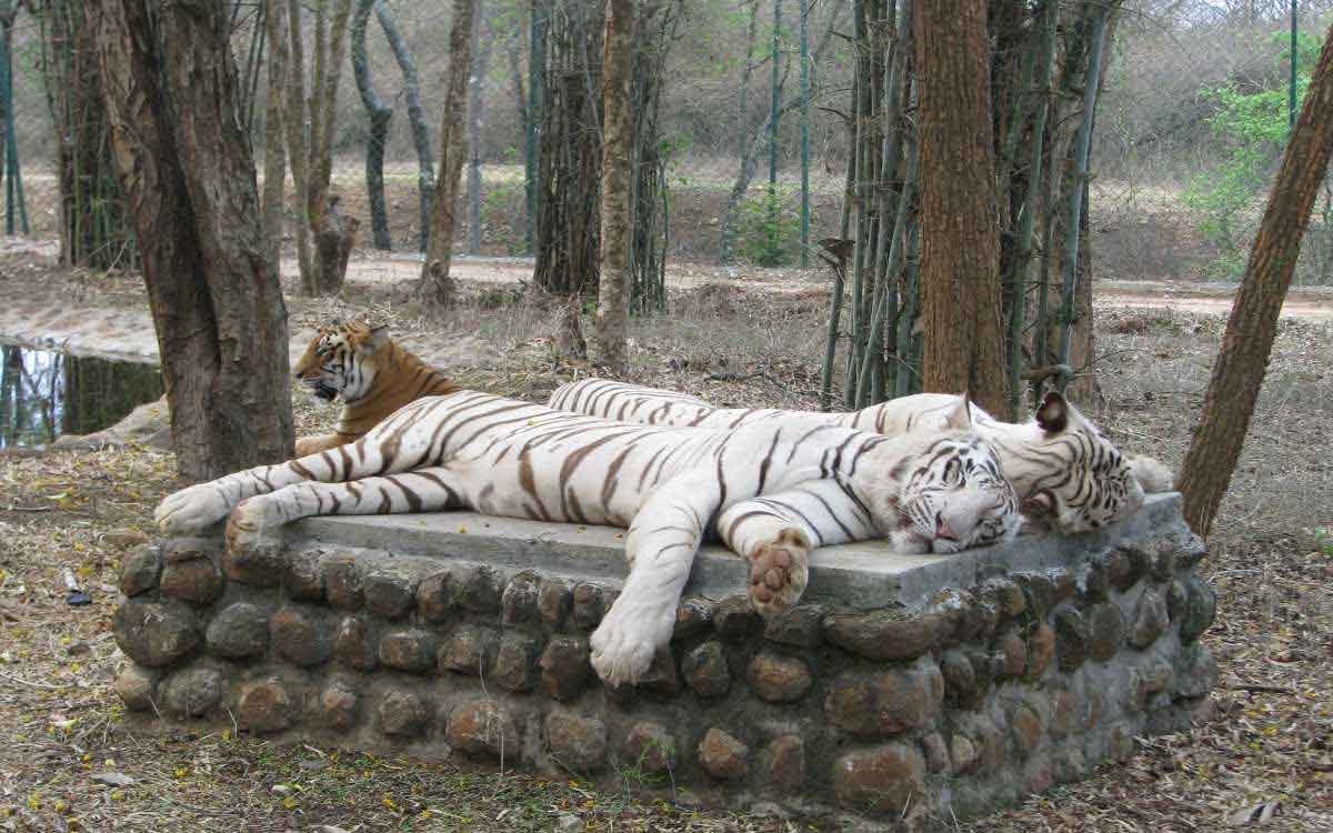 Bannerghatta National Park