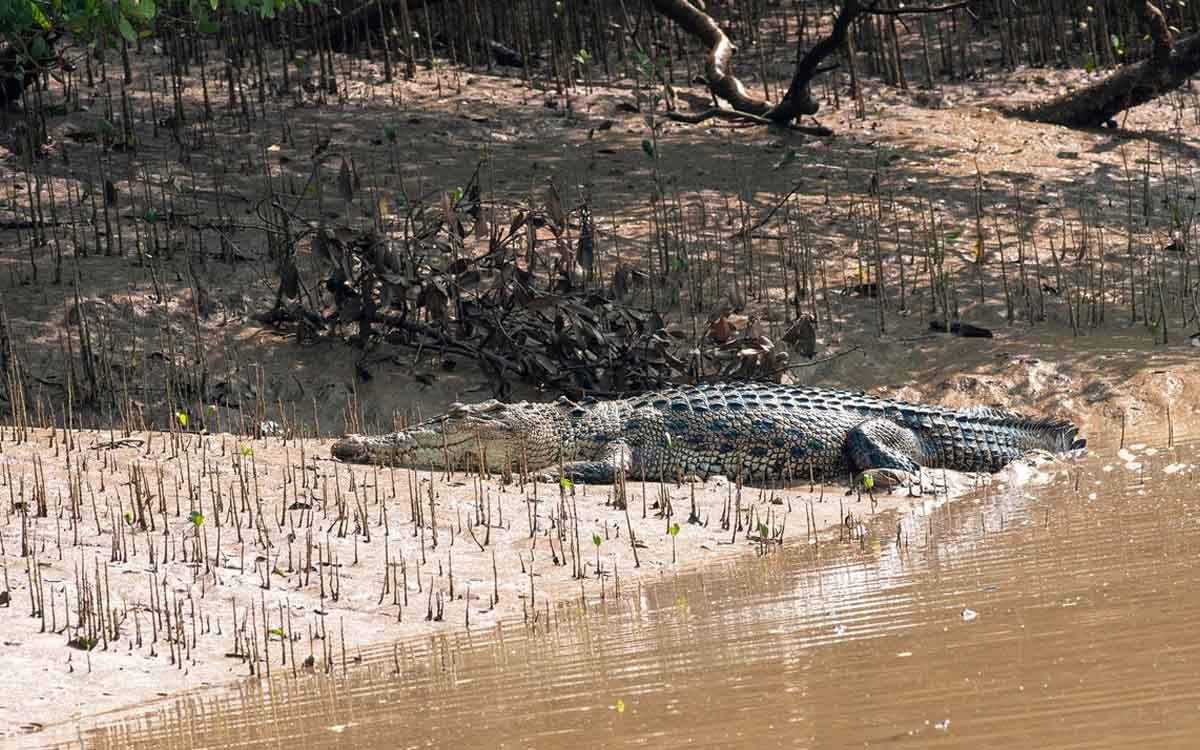 Bhitarkanika National Park