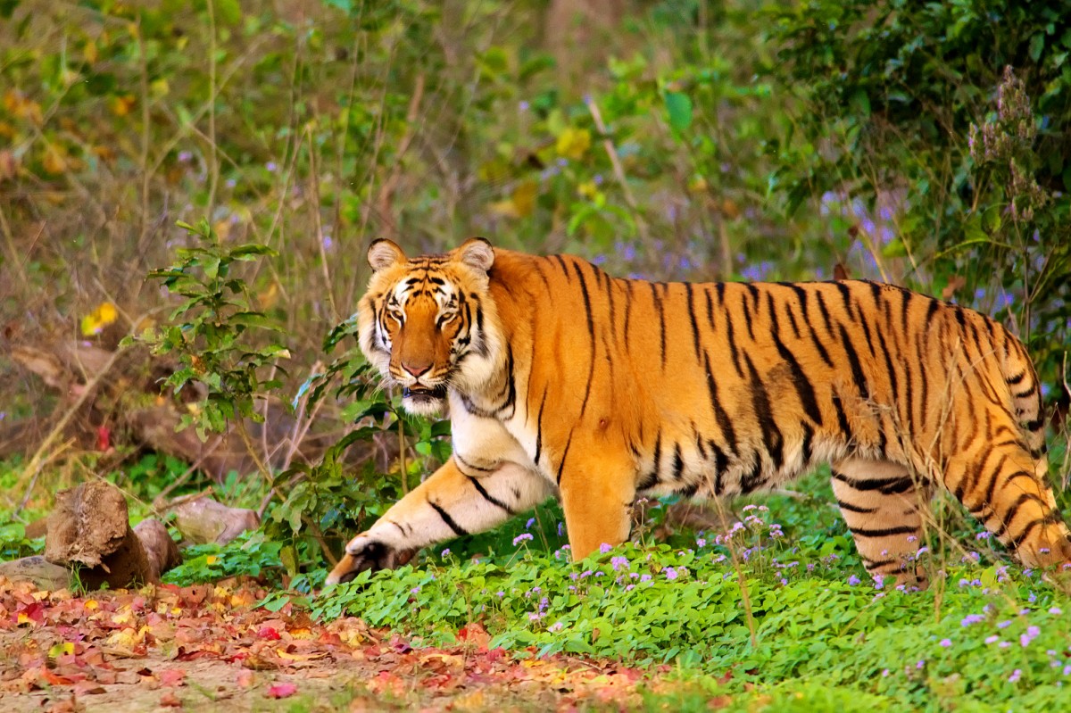 Corbett National Park