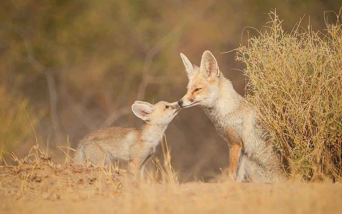 Desert National Park