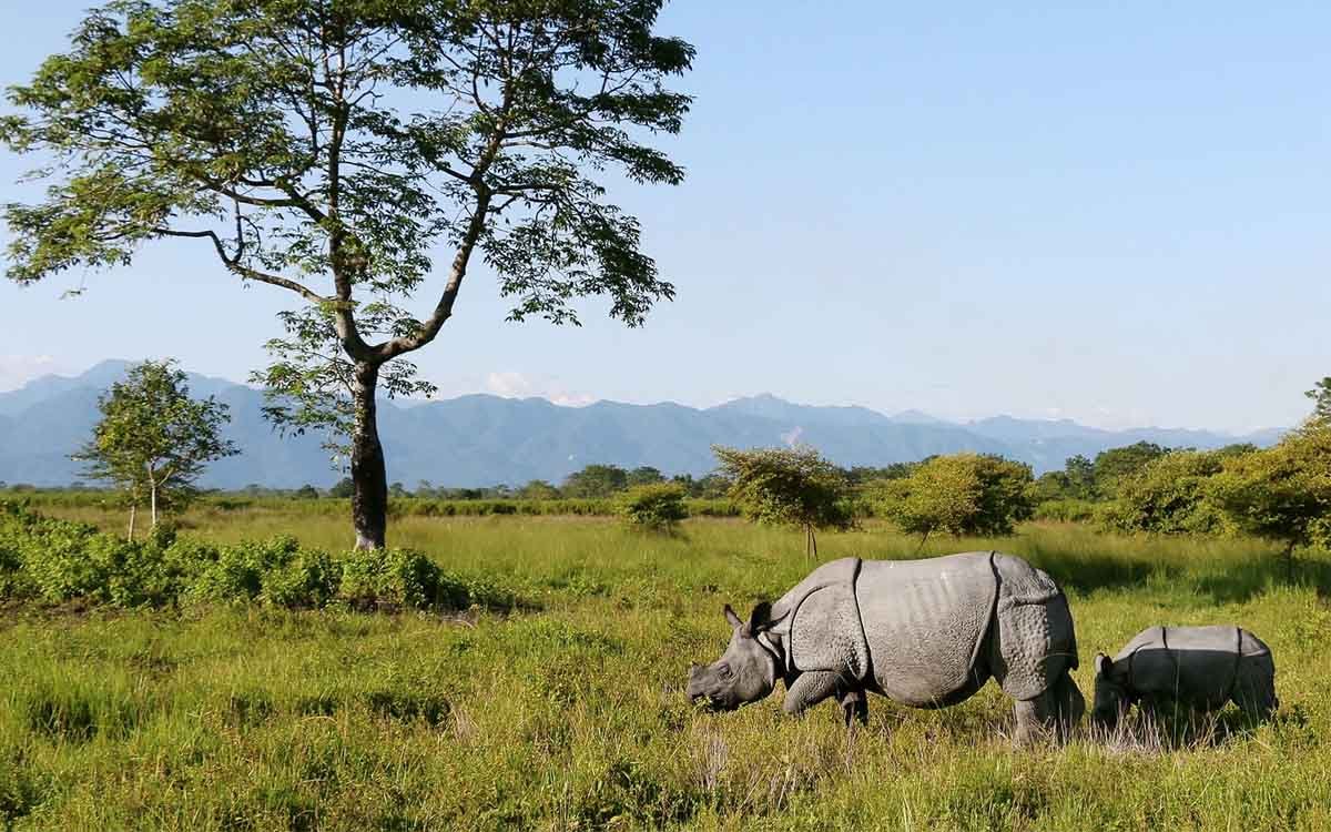 Manas National Park