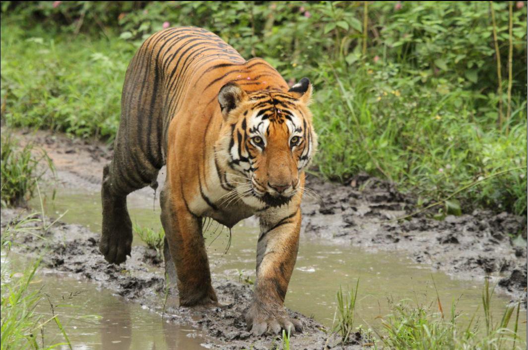 Mudumalai National Park