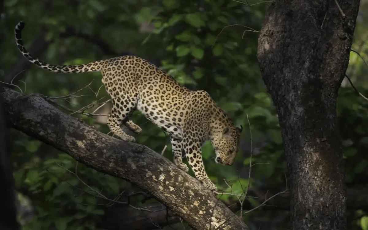 Panna National Park