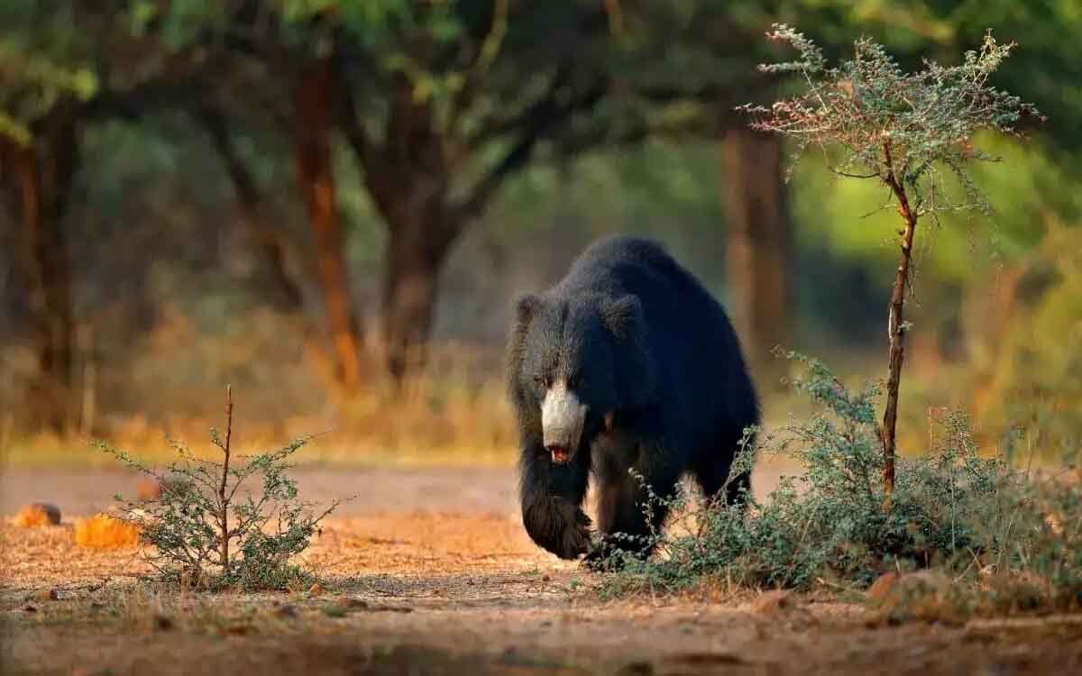 Rajaji National Park
