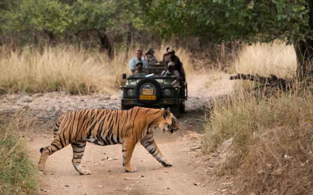 Rajasthan Safari Booking