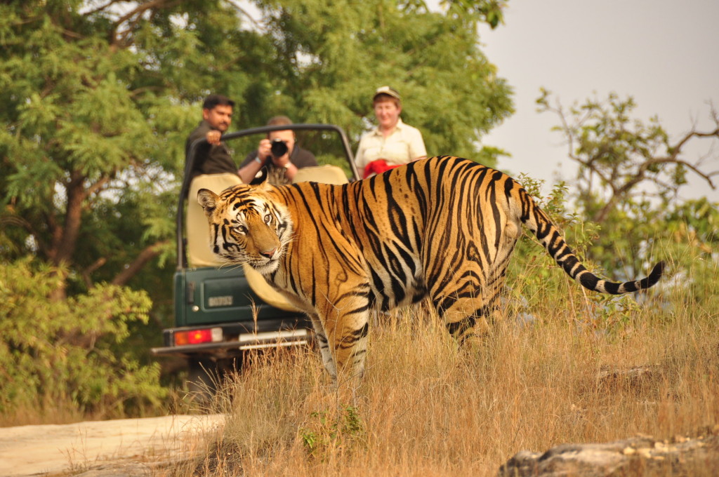 Ranthambore