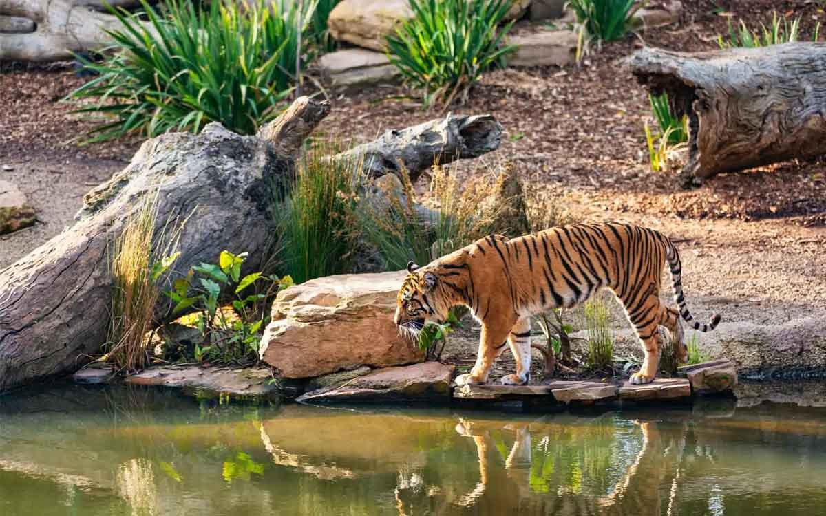 Sunderbans National Park