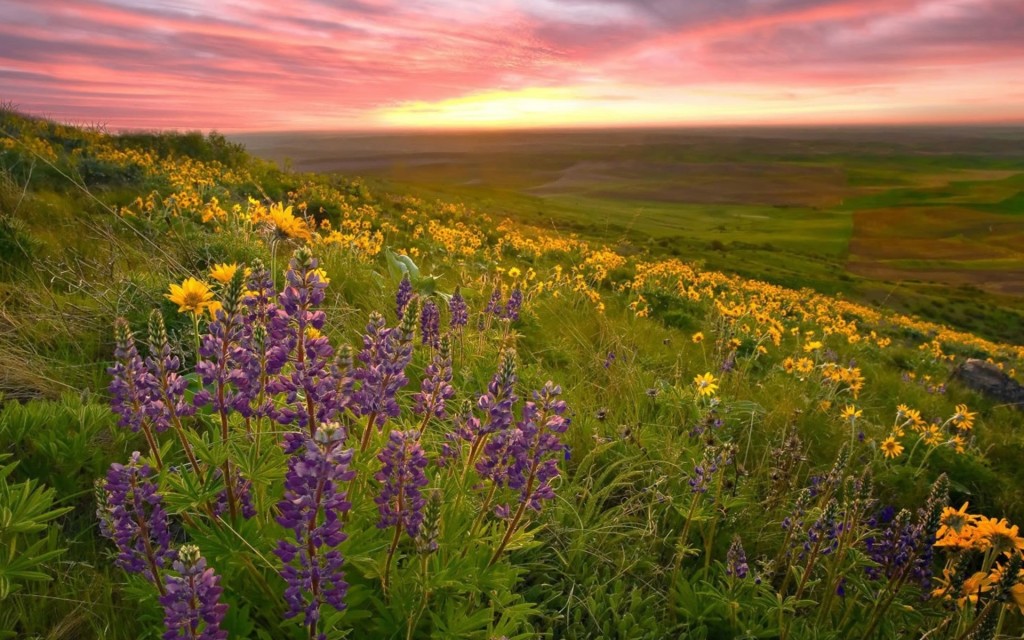 Valley Of Flowers National Park