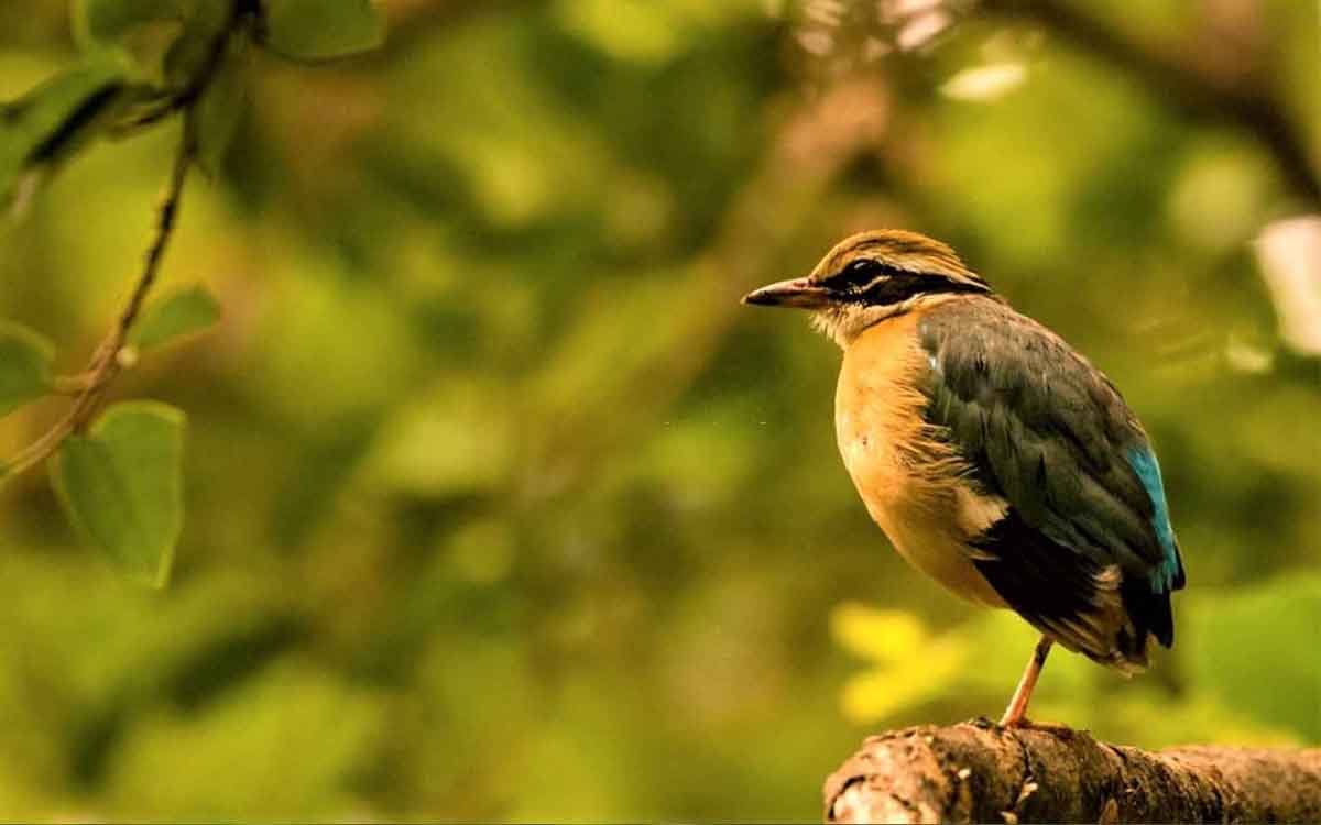 Bird Watching Tour of India