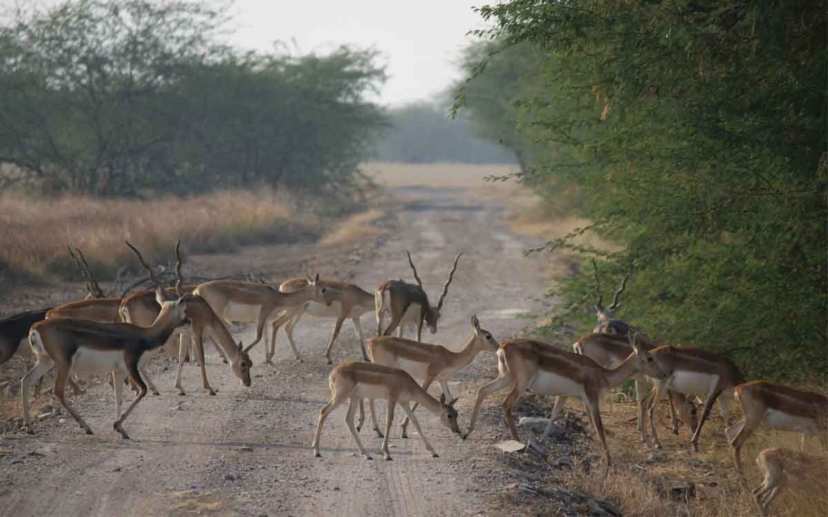 Golden Triangle With Rajasthan Wildlife Tour