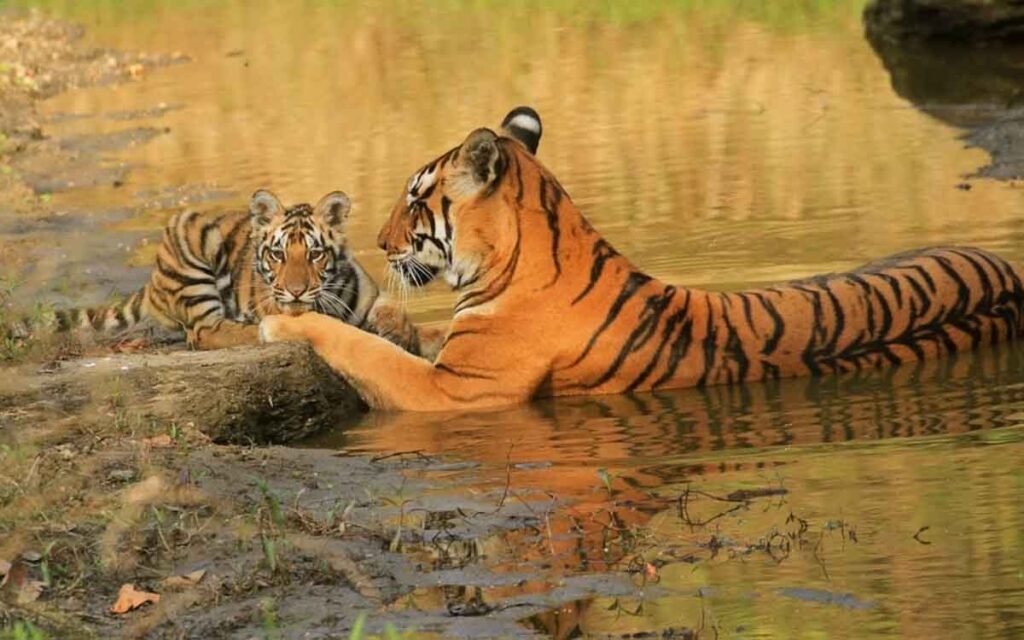 All Rajasthan Tour