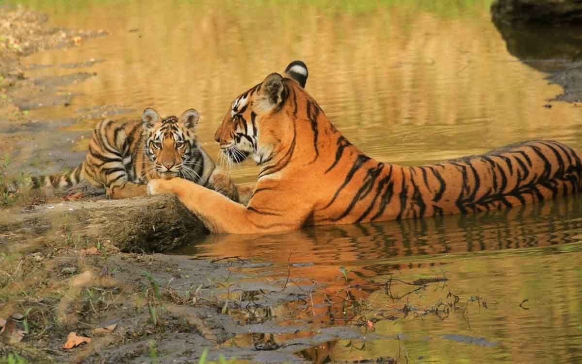 Golden Triangle With Tiger Tour