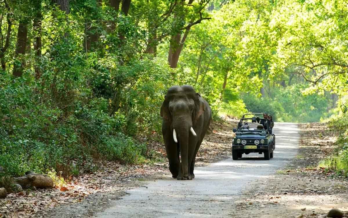 Indian Jungle Tour