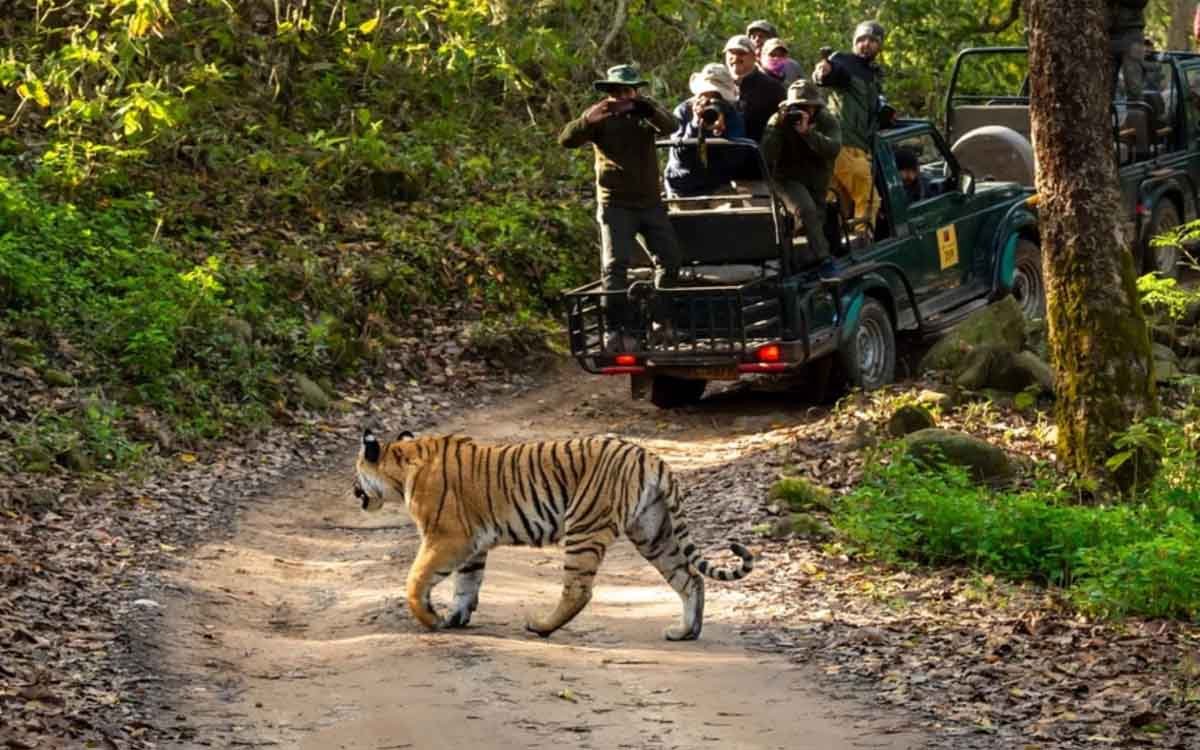 Indian Wildlife Safari Tour