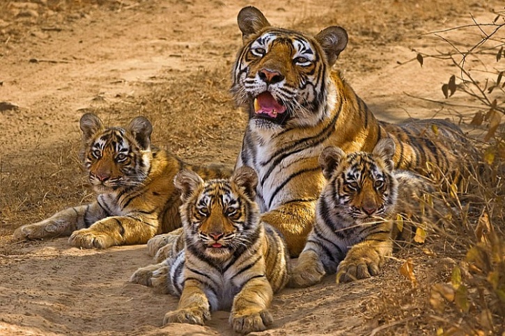 Indian Wildlife Tour Packages