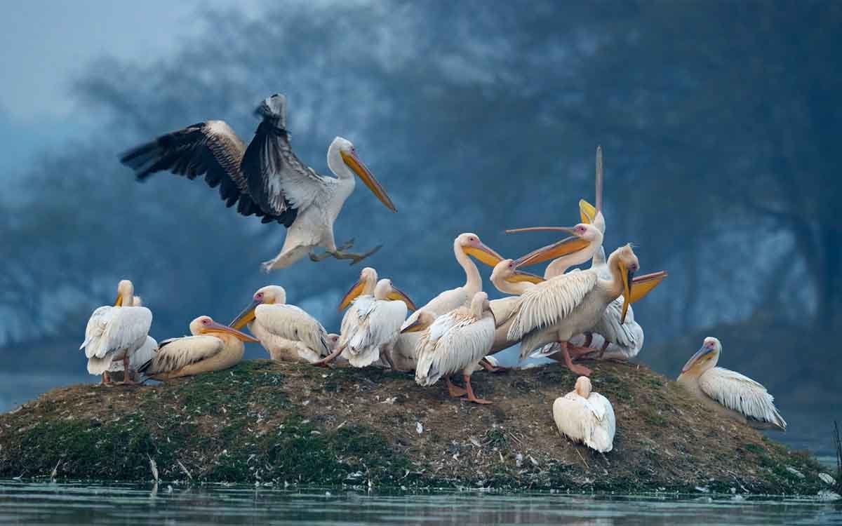Indian Wildlife Vacation Tour