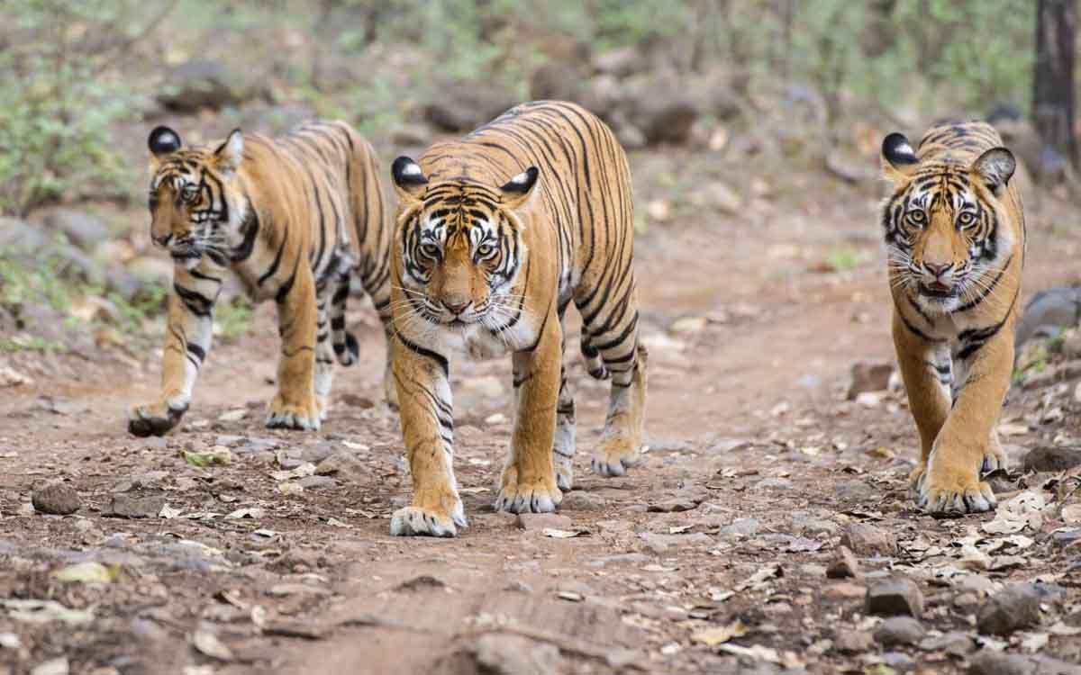 Luxury Tiger Wildlife Tour