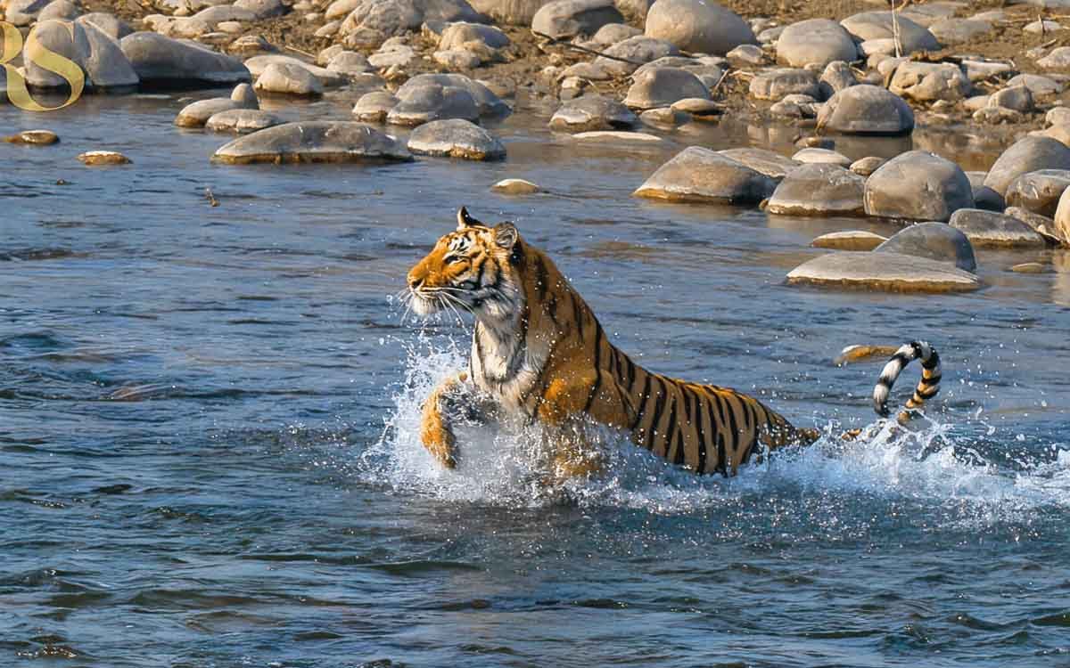 North India Tiger Tour