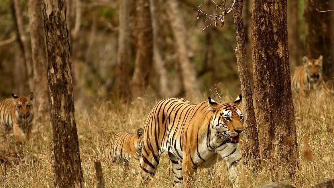 Pench Tourism and Travel Guide