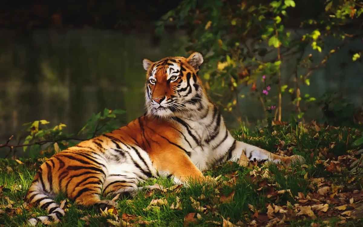 Pench Tourism