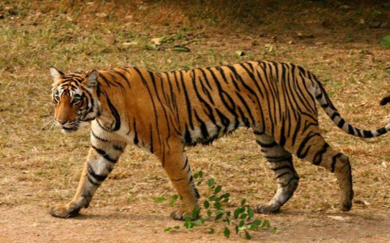 Golden Triangle With Rajasthan Wildlife Tour