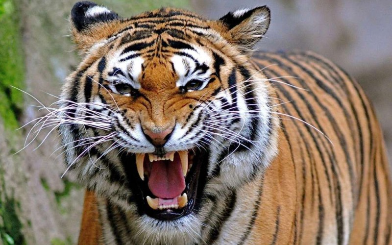 Luxury Tiger Wildlife Tour