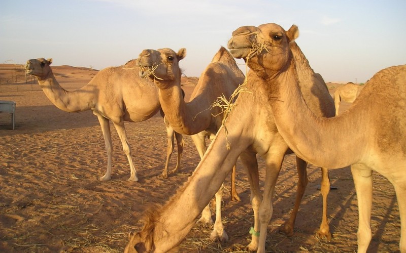 camel breeding farm