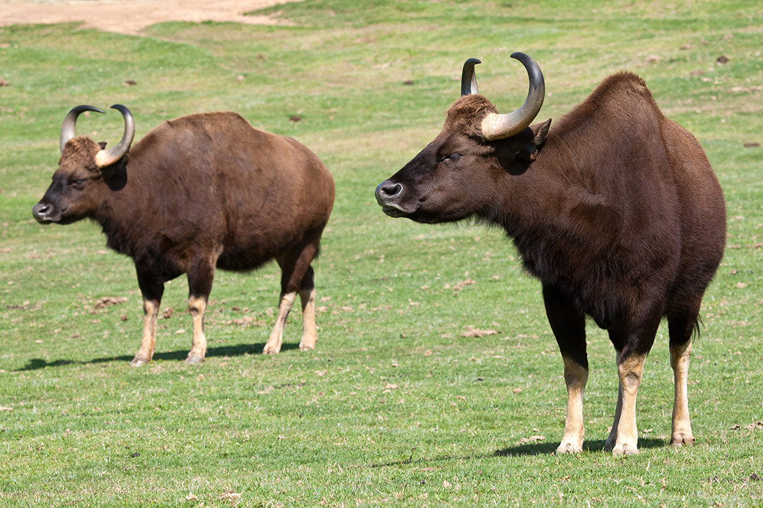 Gaur Tourism and Travel Guide