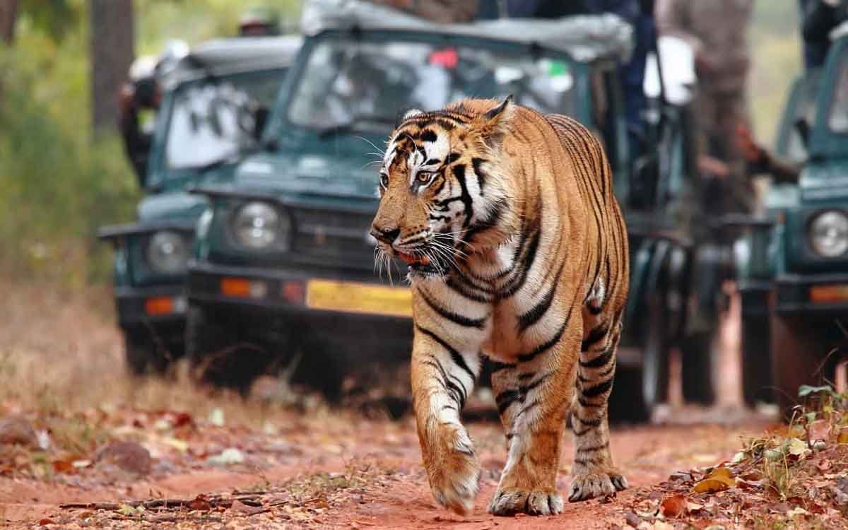 Tiger And The Taj Wildlife Tour