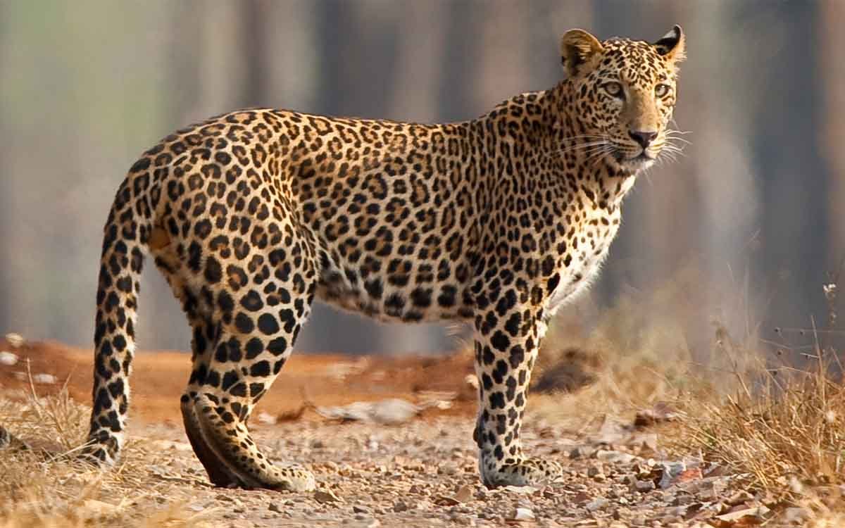 West India With Kanha Tour