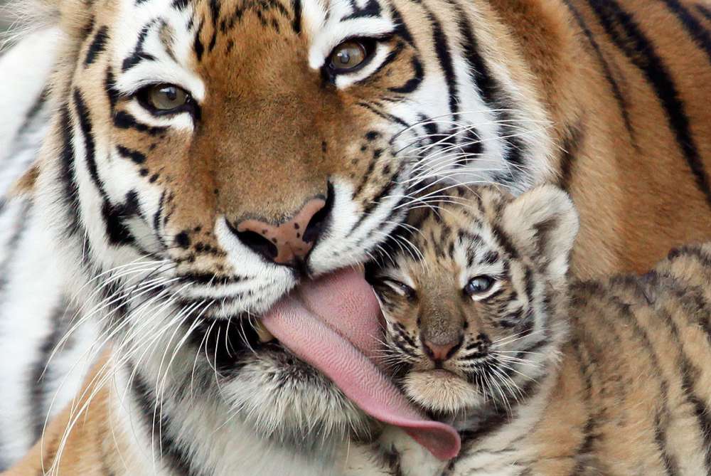 Tiger And The Taj Wildlife Tour