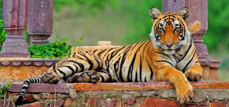 What is the best place to see tigers in India?