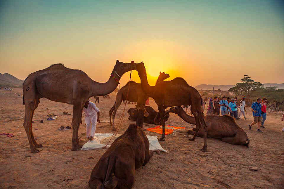 Rajasthan Tour Packages Itinerary