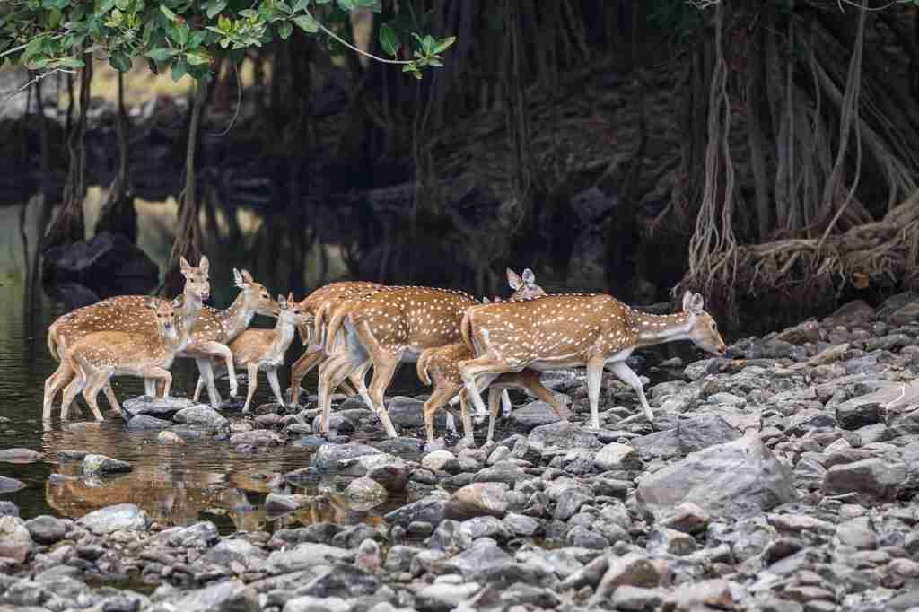 Animals to see in India
