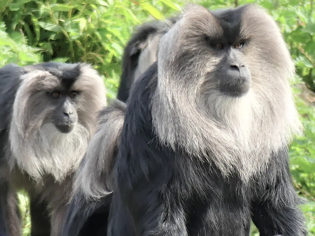 Animals to see in India