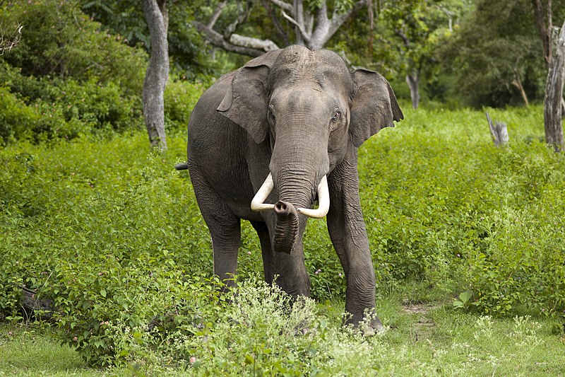 Asiatic Elephant - India's Heritage Animal