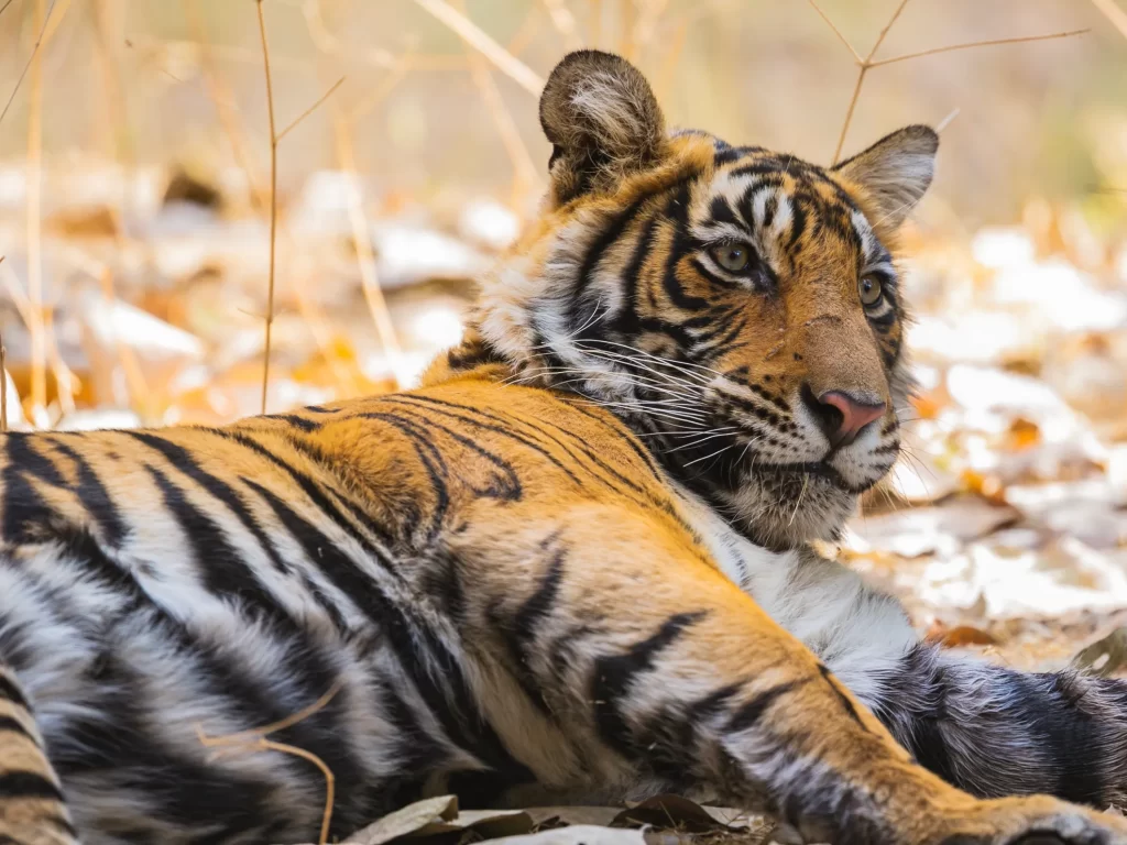 Top Wildlife Sanctuaries In Rajasthan