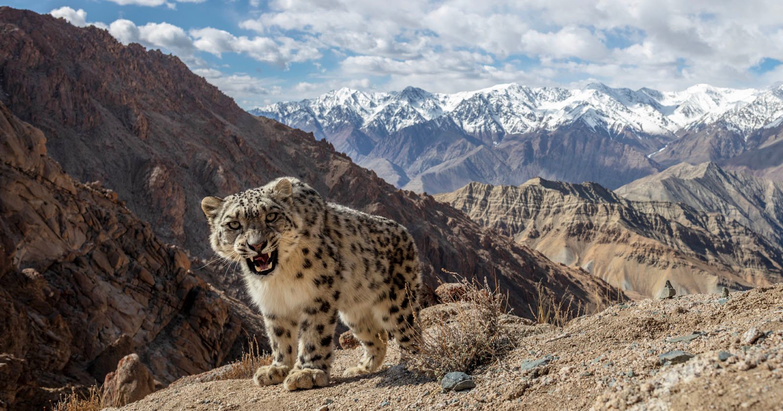 Snow Leopard - The Elusive Big Cat