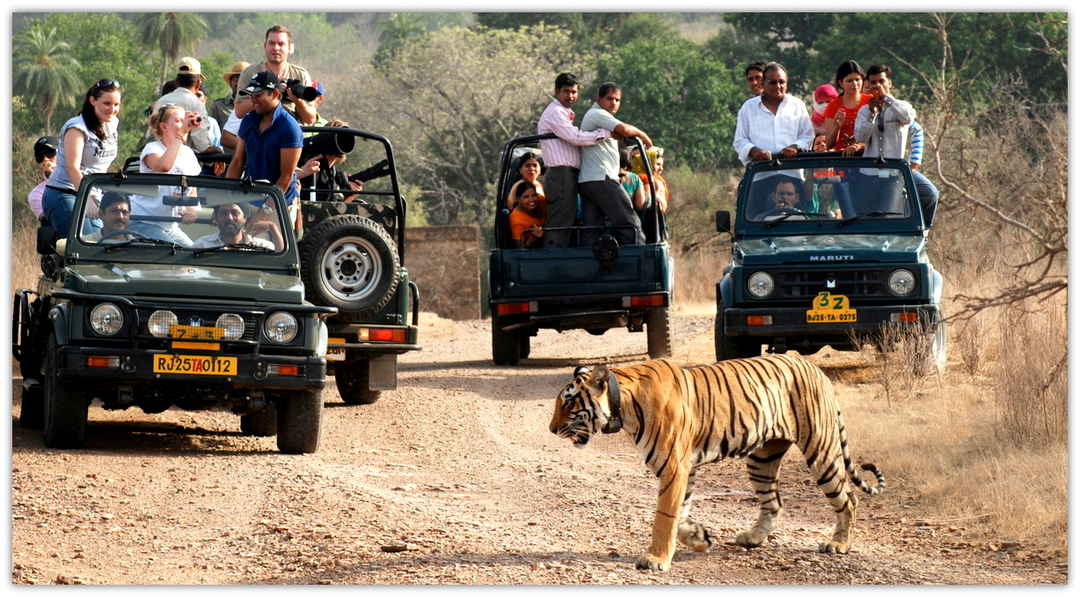 Top Wildlife Sanctuaries In Rajasthan